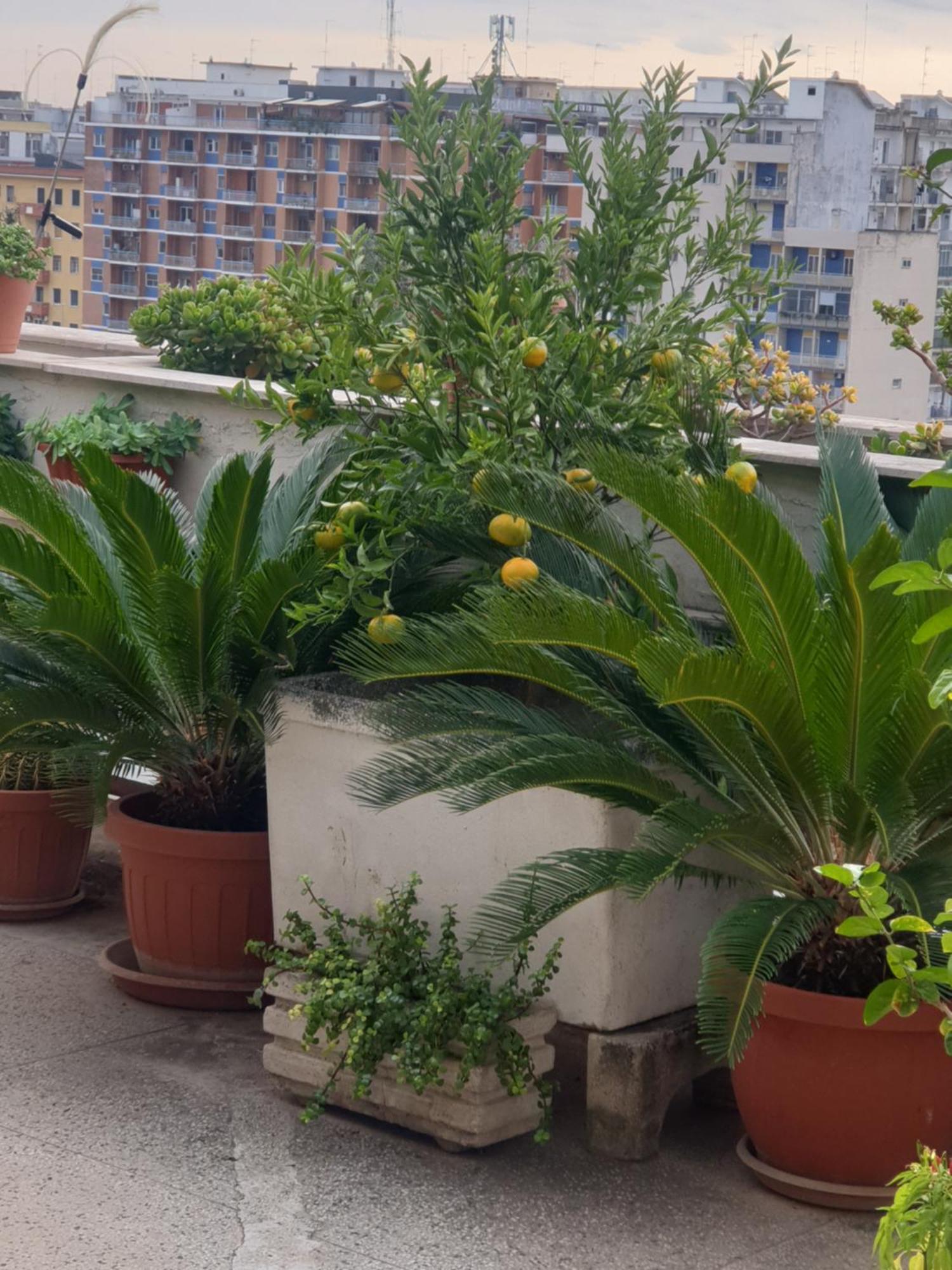 B&B Ganaj La Terrazza Di Ganaj Бари Экстерьер фото